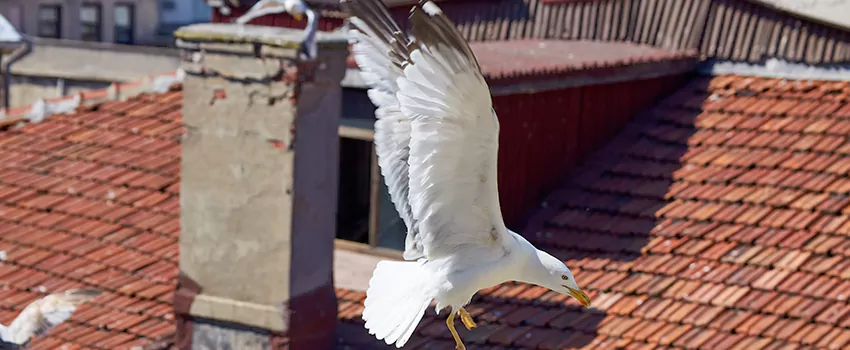 Residential Chimney Animal Removal Solution in Seagoville, TX