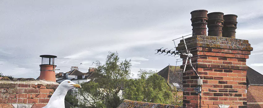 Chimney Cleaning And Restoration in Seagoville, Texas